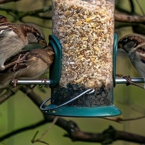 Bird-Feeder-2025-11-12-7