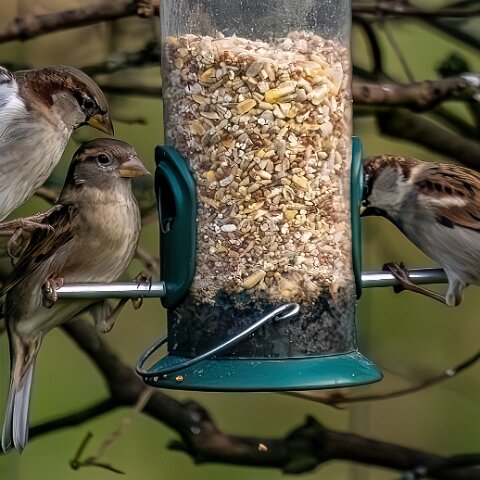 Bird-Feeder-2025-11-12-8