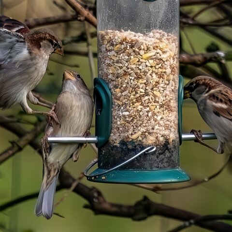 Bird-Feeder-2025-11-12-9