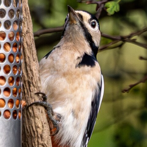 Woodpecker-2025-11-12-1