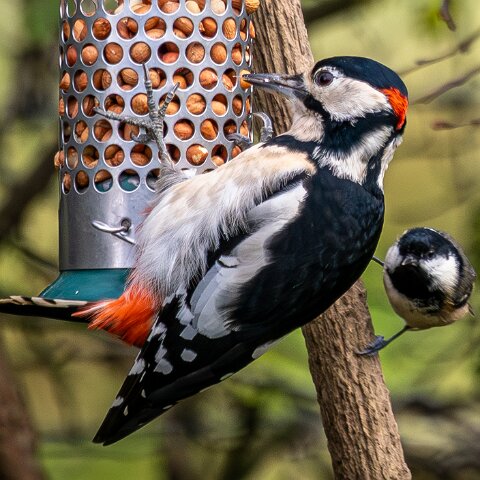 Woodpecker-2025-11-12-10