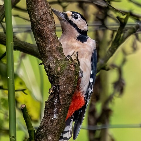 Woodpecker-2025-11-12-11