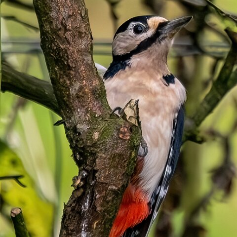 Woodpecker-2025-11-12-12