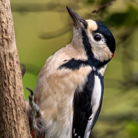 Woodpecker-2025-11-12-2