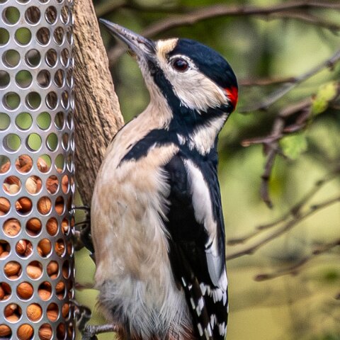 Woodpecker-2025-11-12-3