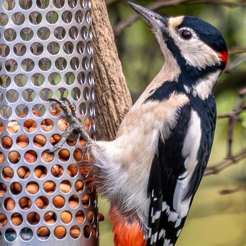 Woodpecker-2025-11-12-4