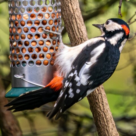 Woodpecker-2025-11-12-5