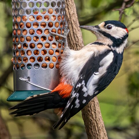 Woodpecker-2025-11-12-6