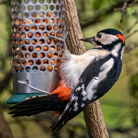 Woodpecker-2025-11-12-7