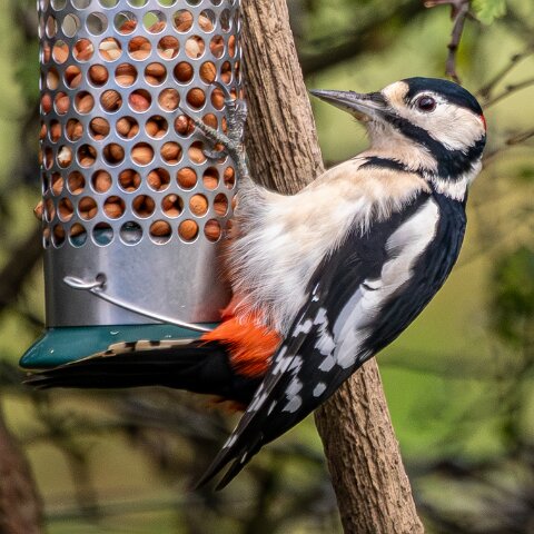 Woodpecker-2025-11-12-8