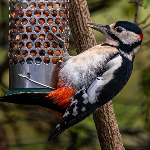 Woodpecker-2025-11-12-9