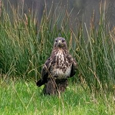 Buzzard-2025-11-12
