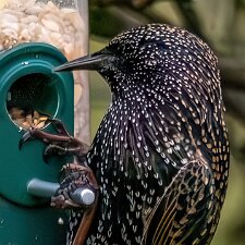 Starling-2025-11-12