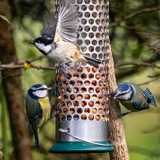 Various-Birds-At-Feeder