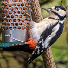 Woodpecker-2025-11-12