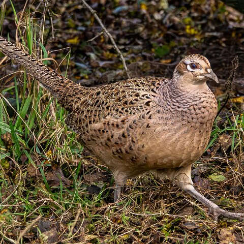 Pheasants-2025-11-12-6