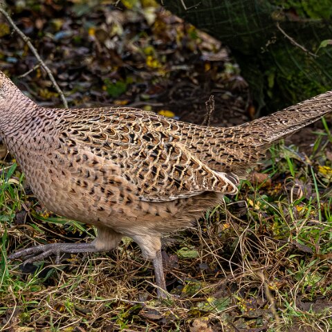 Pheasants-2025-11-12-8