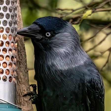 Jackdaw-2025-11-12