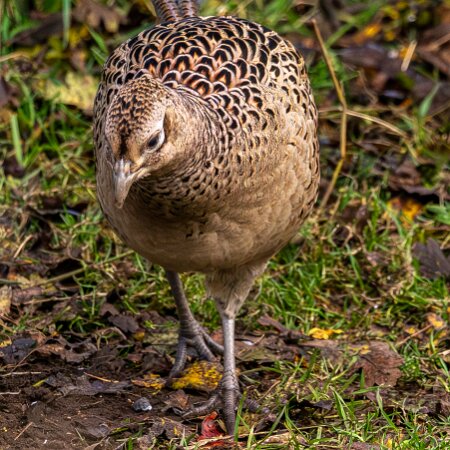 Pheasant-2025-11-12