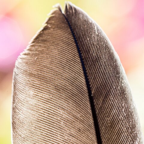 1-Fearther-2016-08-17-1