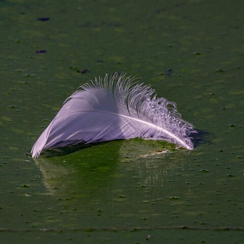 1-Fearther-2020-09-17