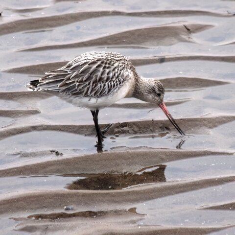 Bar-Tailed-Goodwit-2010-02-07-2