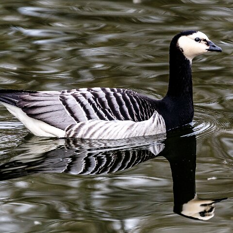 Barnacle-Goose-2015-03-19-1