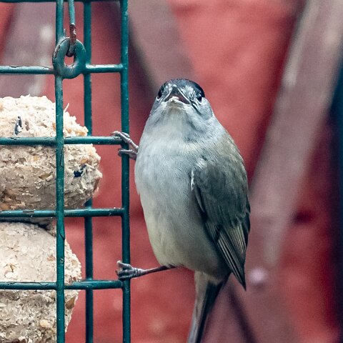 Blackcap-2018-02-08-2