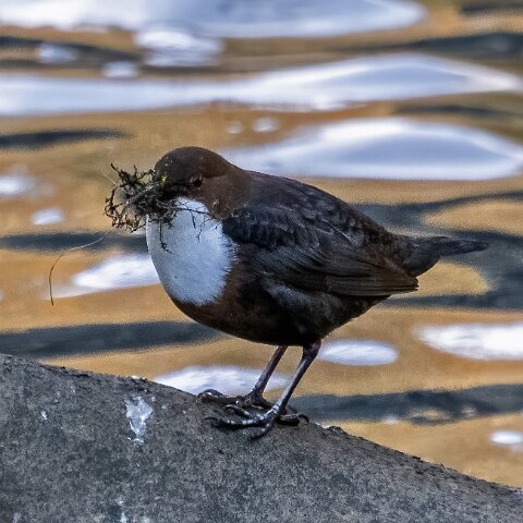Dipper-2023-03-06-2