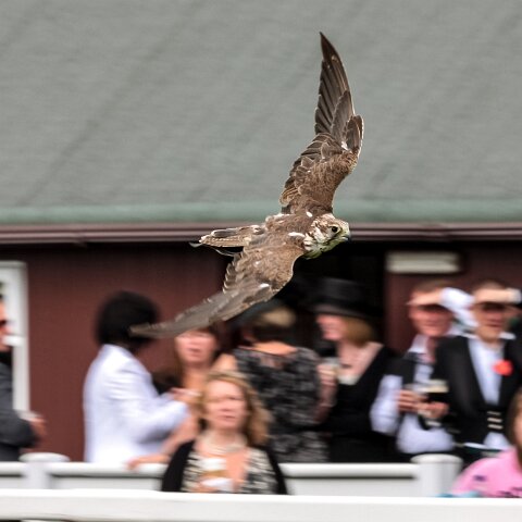 2010-08-21-Perth-Racecourse-1