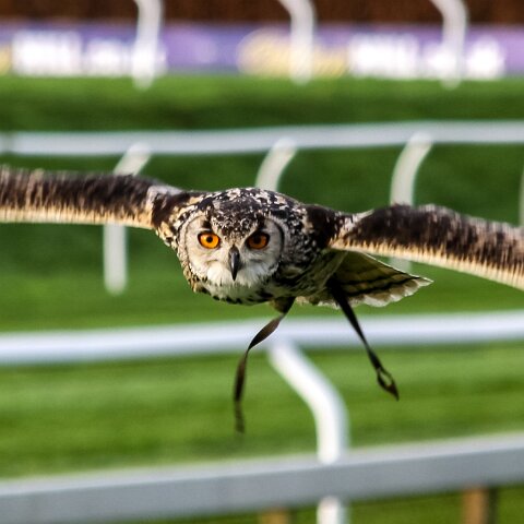 2011-10-30-Carlisle-Racecourse-5