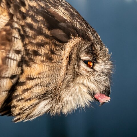 2019-11-29-World-of-Wings-Birds-14
