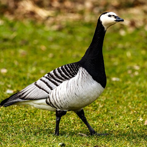 Barnacle-Goose