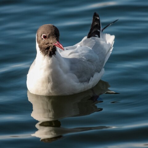 Black-Headed Gull