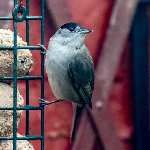 Blackcap