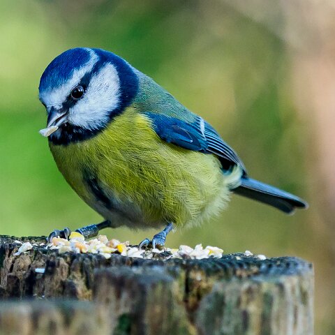 Blue-Tit