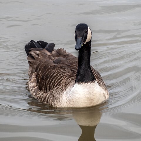 Canada-Goose