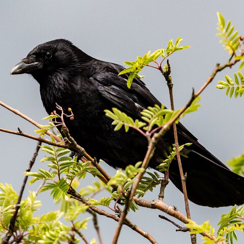Carrion-Crow