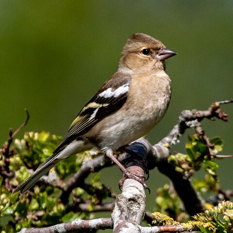 Chaffinch