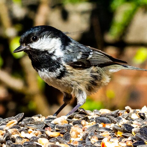 Coal-Tit