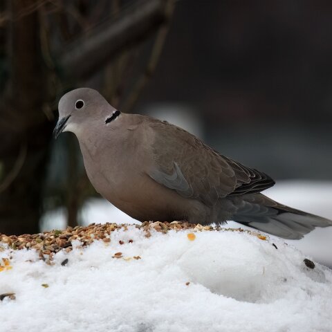 Collared-Dove