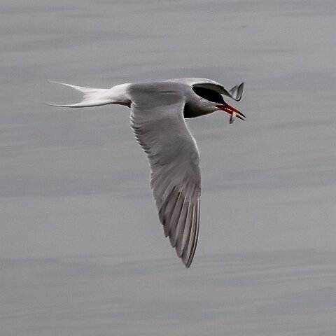 Common-Tern