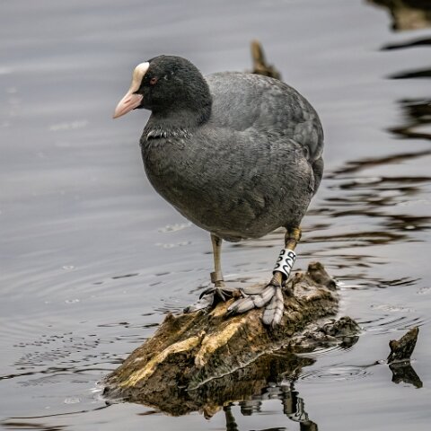 Coot