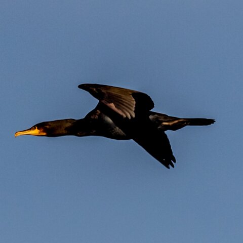 Cormorant