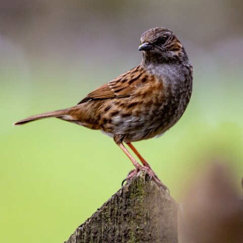 Dunnock