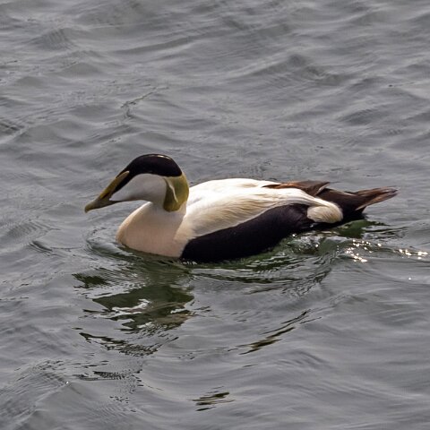 Eider-Duck