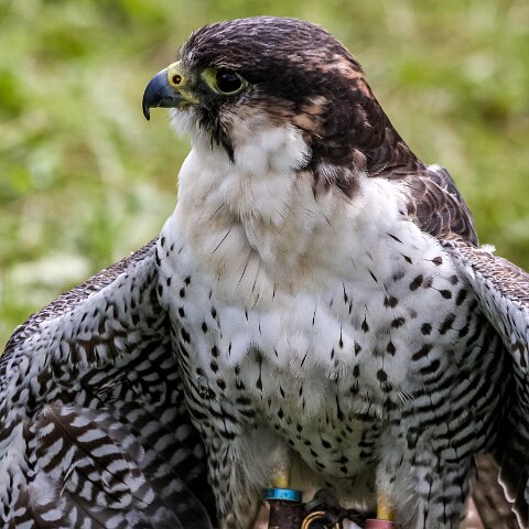 2008-08-24-Blair-Athol-Horse-Trials-15