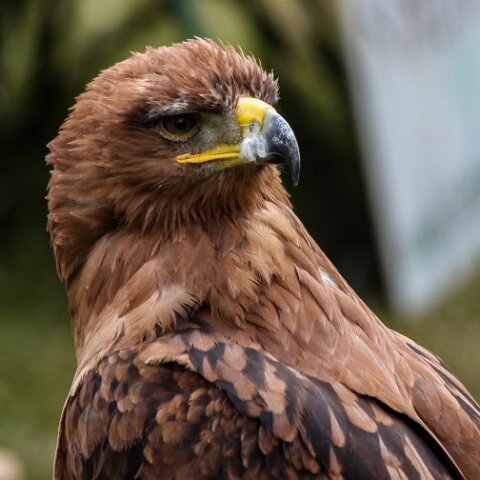 2008-08-24-Blair-Athol-Horse-Trials-20