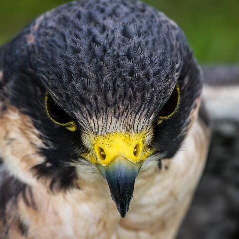 2008-08-24-Blair-Athol-Horse-Trials-23