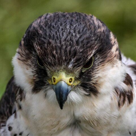 2008-08-24-Blair-Athol-Horse-Trials-25